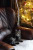 Filename=20201216-2.jpg
Filesize=113KB
Dimensions=550x824
Date added=Dec 23, 2020 20201216-2.jpg