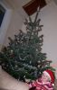 Filename=anoukkerstboomsteven~0.jpg
Filesize=138KB
Dimensions=454x718
Date added=Dec 22, 2010 anoukkerstboomsteven~0.jpg