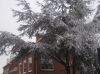 Filename=dscn2737.jpg
Filesize=112KB
Dimensions=550x412
Date added=Nov 12, 2016 dscn2737.jpg