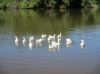 Filename=img_1232.jpg
Filesize=35KB
Dimensions=550x412
Date added=Oct 27, 2018 img_1232.jpg