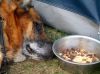 Filename=img_1791.jpg
Filesize=52KB
Dimensions=550x412
Date added=Dec 01, 2018 img_1791.jpg