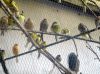 Filename=img_2037.jpg
Filesize=67KB
Dimensions=550x412
Date added=Nov 03, 2018 img_2037.jpg