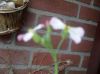 Filename=img_2185.jpg
Filesize=33KB
Dimensions=550x412
Date added=Feb 02, 2019 img_2185.jpg