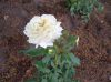 Filename=img_3420.jpg
Filesize=48KB
Dimensions=550x412
Date added=Dec 24, 2019 img_3420.jpg