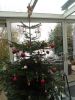 kerstboom20lien202011.jpg