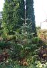 Filename=kerstboom_ria_copy2~1.jpg
Filesize=360KB
Dimensions=425x600
Date added=Dec 12, 2010 kerstboom_ria_copy2~1.jpg