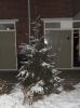 Filename=kerstboomjager1.jpg
Filesize=66KB
Dimensions=500x667
Date added=Dec 23, 2010 kerstboomjager1.jpg