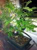 Filename=menno_3.jpg
Filesize=131KB
Dimensions=550x736
Date added=Feb 02, 2013 menno_3.jpg