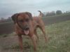 Filename=rody~1.jpg
Filesize=27KB
Dimensions=550x412
Date added=Dec 28, 2010 rody~1.jpg