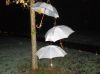Filename=sdc10119.jpg
Filesize=34KB
Dimensions=550x412
Date added=Dec 10, 2017 sdc10119.jpg