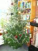 Filename=sdc11690.jpg
Filesize=220KB
Dimensions=550x733
Date added=Jan 21, 2011 sdc11690.jpg