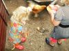 Filename=sdc12355.jpg
Filesize=107KB
Dimensions=550x412
Date added=Mar 24, 2012 sdc12355.jpg